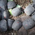 Presunto traficante de 185 tortugas detenido en Galápagos